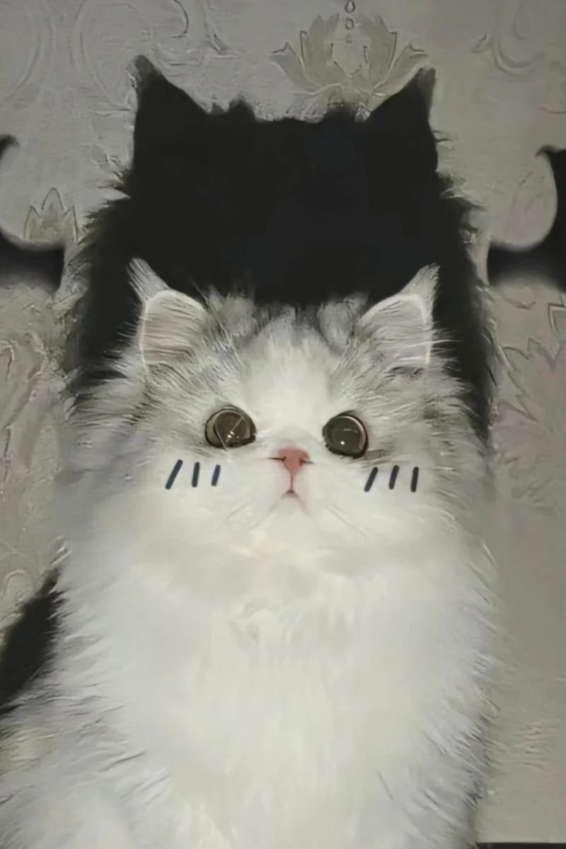 hình avata con mèo cute đẹp