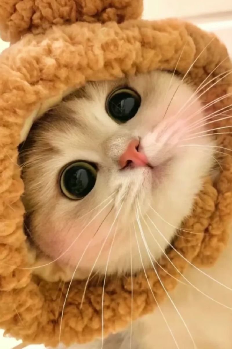 hình avata con mèo cute full hd