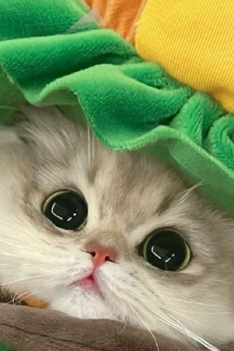 hình avata con mèo cute hd