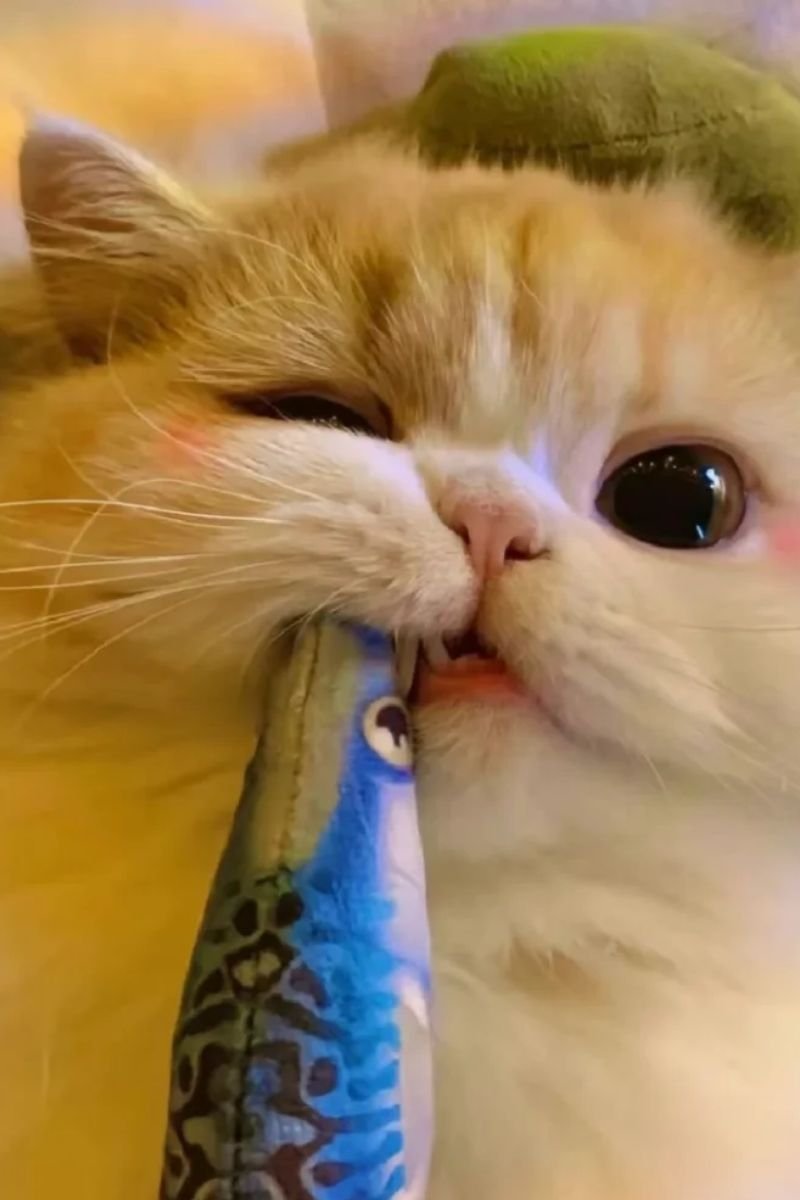 hình avata con mèo cute siêu đẹp