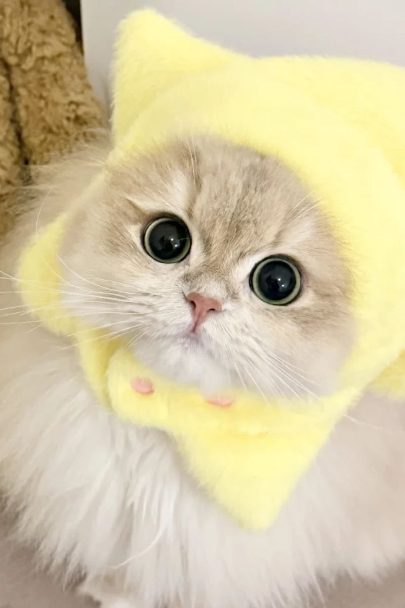 hình avata con mèo cute