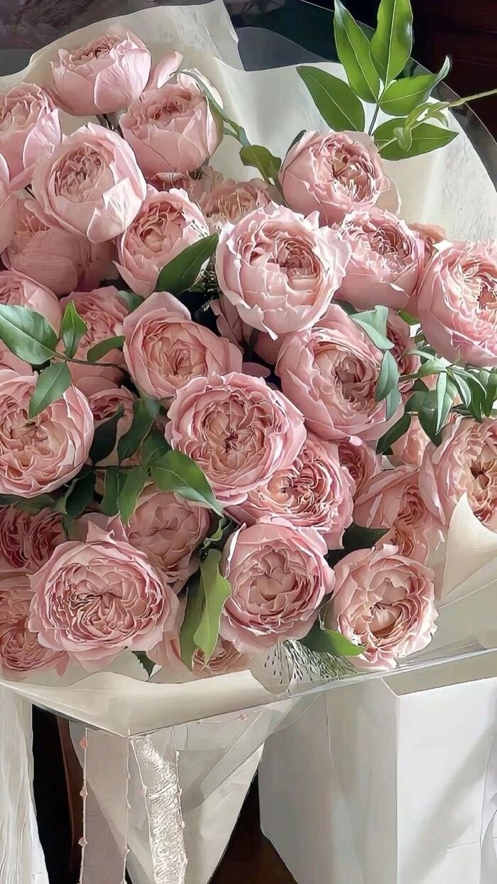 hình nền hoa mẫu đơn tải miễn phí